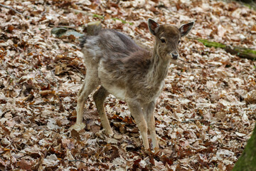 Fallow deer in forest.