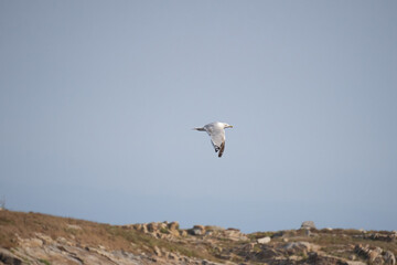 AVES