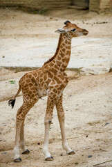 Little giraffe.