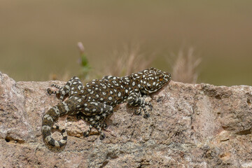 Jordanien, Gecko