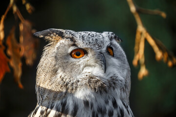 Eurasian Eagle Owl