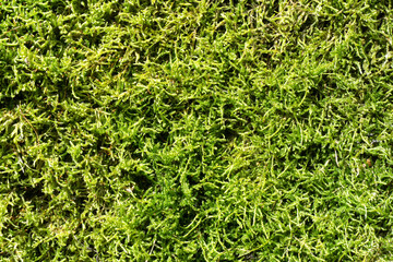 Green moss closeup texture. Forest ground macro background. Moss growing on stone. Turf texture. Foliage green plant pattern. Lichen detailed macro backdrop.