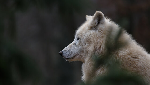 Arctic wolf