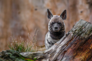 Portrait of Striped hyena