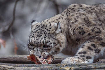 Snow leopard (Irbis)