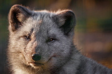 Portrait of Arctic fox.