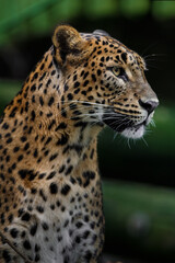 Obraz premium Sri Lankan leopard