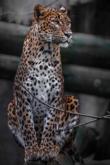Naklejka na ściany i meble Sri Lankan leopard