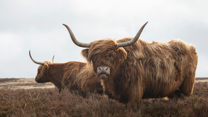 Two Highland cattle cows  with large horns on barren moorland 