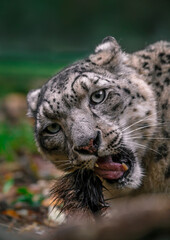 Snow leopard (Irbis)