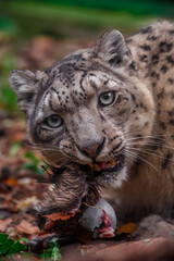 Snow leopard (Irbis)