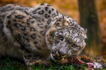 Snow leopard (Irbis)