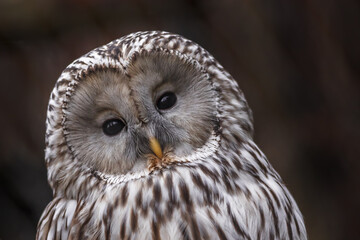 Ural owl