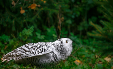 Snowy owl