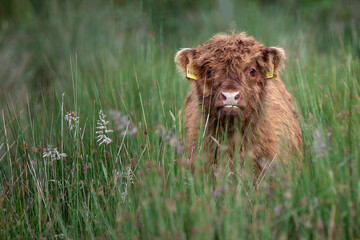 Young Highland cattle cow  with large horns on barren moorland 