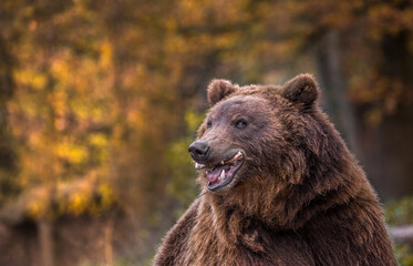 Kamchatka brown bear