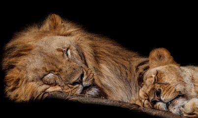Sleeping lions.