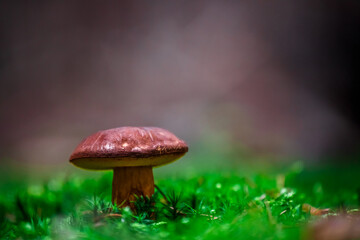 Boletus in moss.
