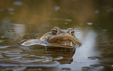 Frosch