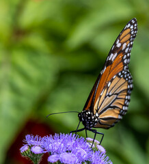 Monarch butterfly on purple flowers.