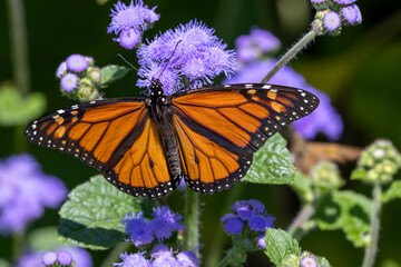 Monarch butterfly on purple flowers.