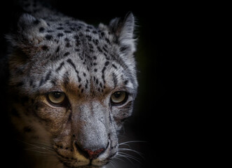 Fototapeta na wymiar Snow leopard.