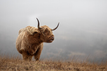 Highland cattle cow  with large horns on barren moorland with foggy misty background