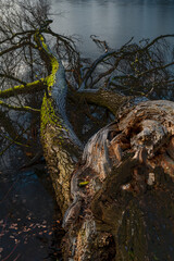 Fototapeta na wymiar A tree trunk lies broken in the dark water of the lake.
