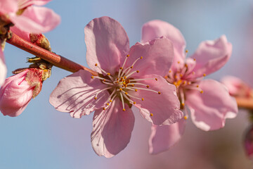 Peach blossoms in early spring