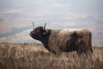 Highland cattle cow  with large horns on barren moorland 
