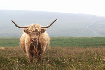 Highland cattle cow  with large horns on barren moorland 