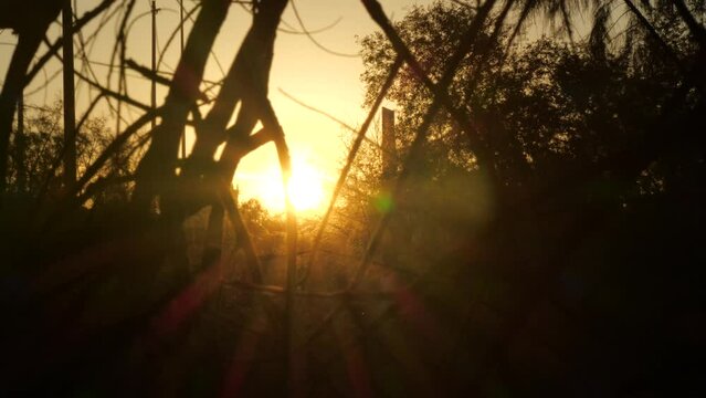 Garden of Gethsemane sunrise