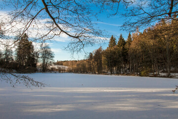 Woods in winter.