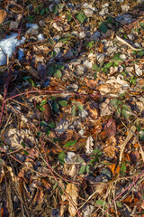 Ground in forest.