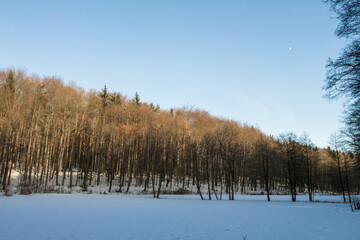 Woods in winter.