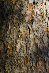 Texture of tree bark.