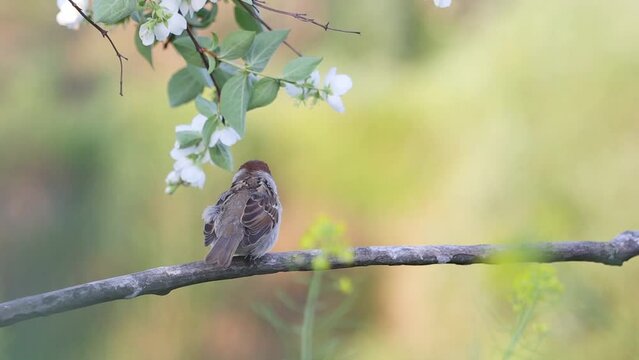 small sparrow on a branch itches, looks around and flies away