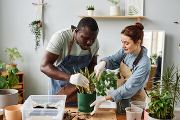 Waist up portrait of two gardeners repotting plants indoors together at wooden table