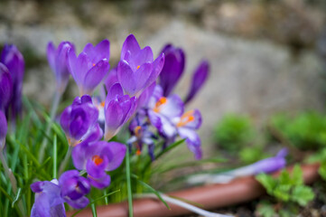 Purple flower of Crocus heuffelianus plant with blurred background