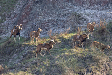 The European mouflon (Ovis aries musimon) in the Wild. - Powered by Adobe