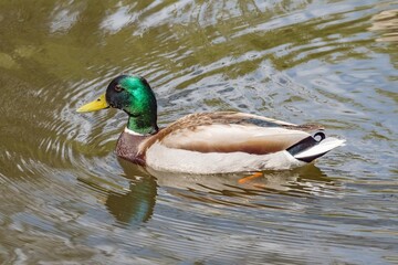Beautiful colorful Mallard wild duck (Anas platyrhynchos, Anatidae) Male waterbird with glossy green head and yellow bill in waters of lake. Natural scene, wildlife.