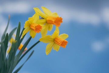 Three Daffodil flowers on blue sky background