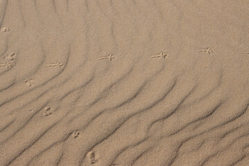 Fototapeta na wymiar Wavy texture of a sand, Fuerteventura