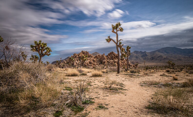 Joshua trees in arid landscape at Joshua Tree National Park in California.