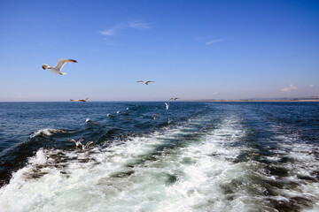 A flock of seagulls flies over the sea waves and follows the ship, which is not visible in the frame
