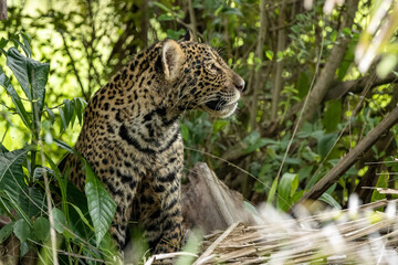 Wild jaguar cub