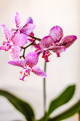 Branch of blooming purple orchid close-up, phalaenopsis.