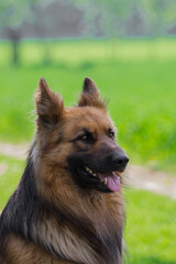 German Shepherd