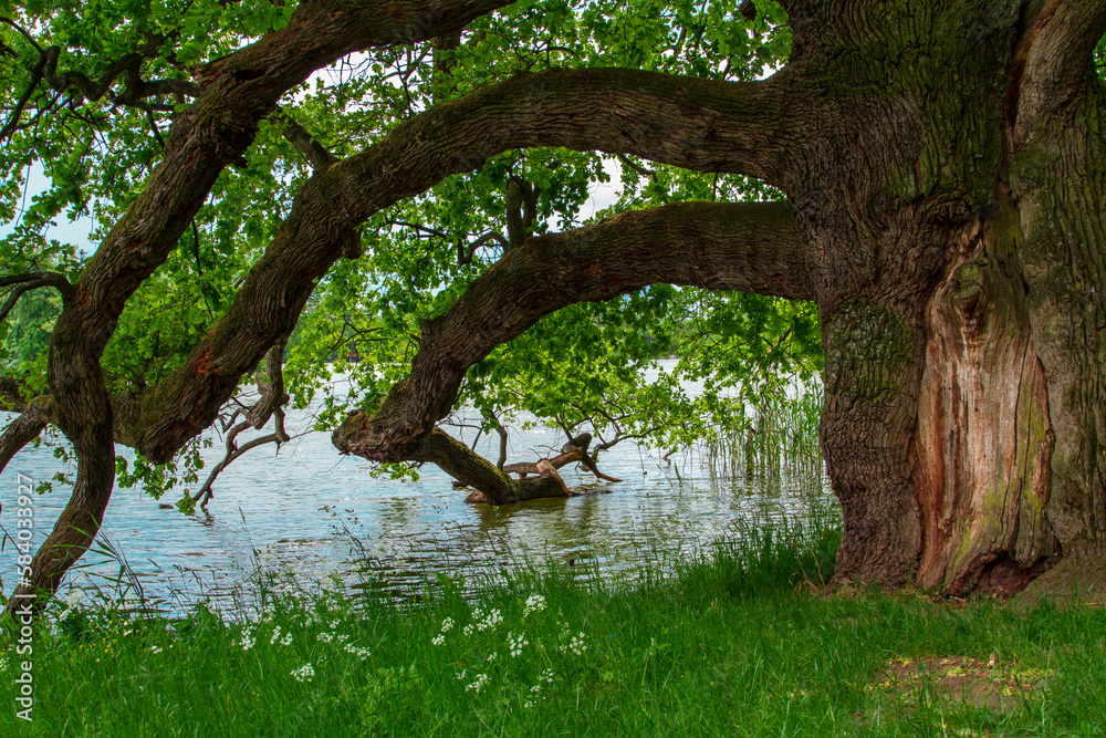 Wall mural Old tree with pond.