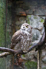 Great horned owl.